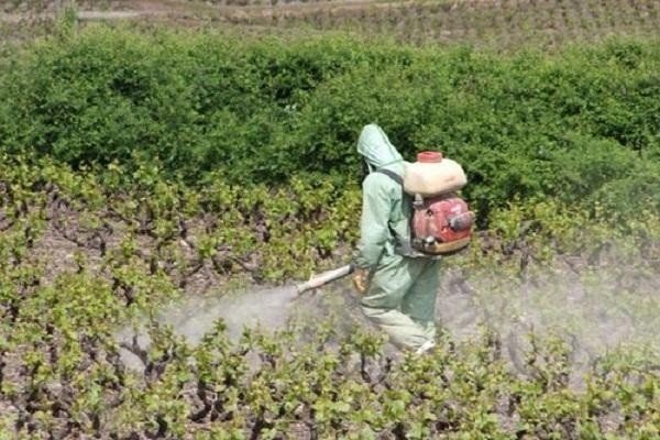 Пестициды в мексике