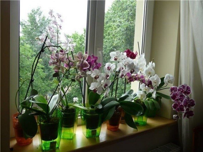 Орхидея фаленопсис в закрытой системе