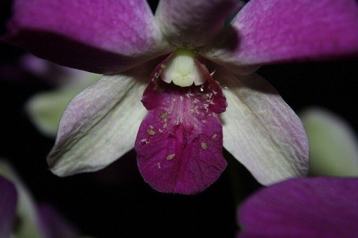 Тля на орхидеях