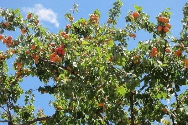 Яблоневый спас яблоня с плодами