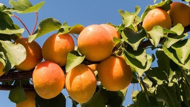 Обрезка абрикоса осенью – схемы и полезные советы для начинающих
