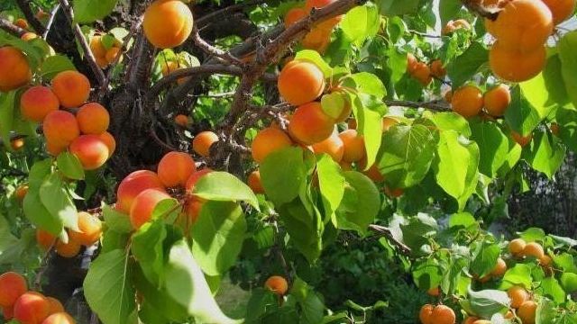 Описание Мелитопольского абрикоса