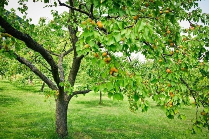 Дерево приносит абрикосы