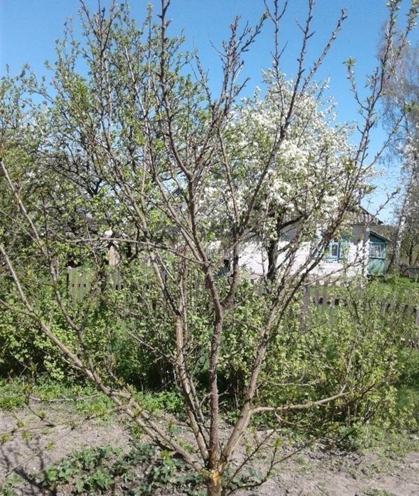 Prunus domestica дерево