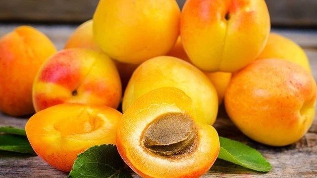 Сорт абрикоса Графиня — редкий, но не последний