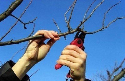 Обрезка плодовых деревьев винограда