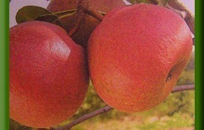 Яблоня веньяминовское