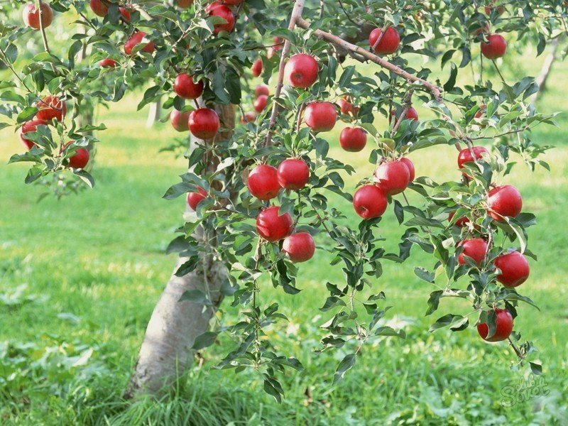Яблоня плодовая дерево
