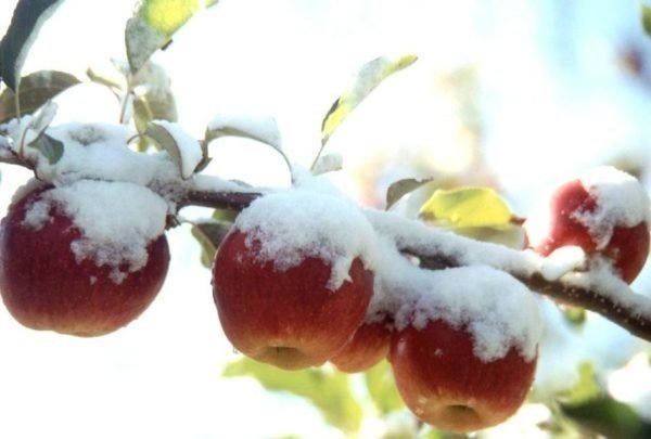 Яблоня зимний шафран