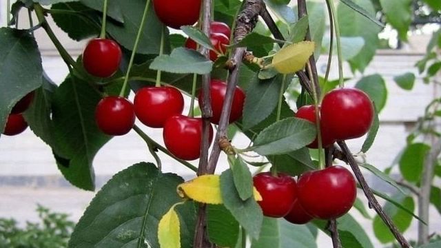 Колоновидная вишня: сорта и агротехника