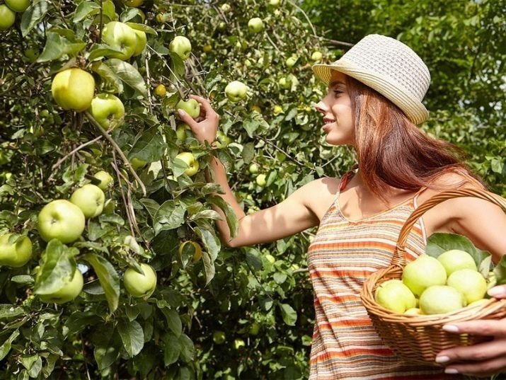 Женщина в яблоневом саду собирает яблоки