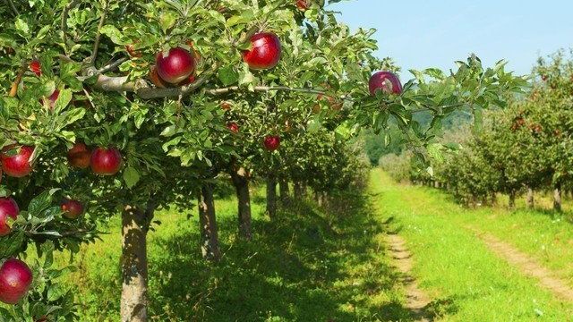 Как посадить яблоню осенью