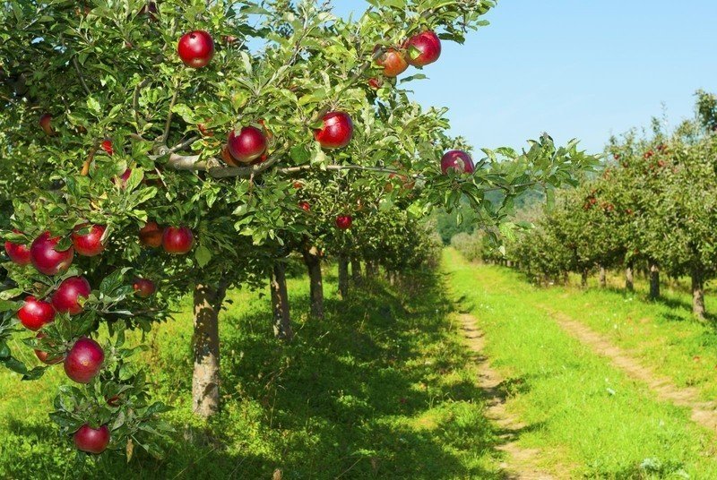 Яблоня в поле с яблоками