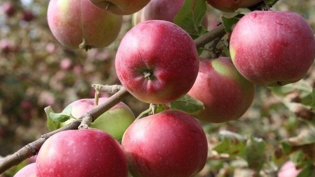 Наиболее востребованные зимние сорта яблонь для средней полосы России