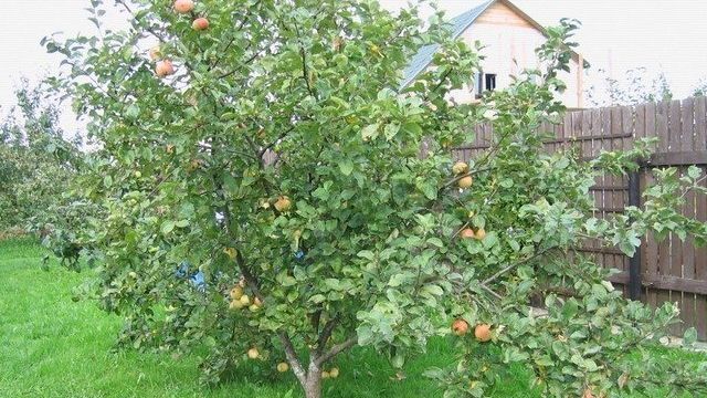 Описание яблони сорта Штрейфлинг, отзывы садоводов