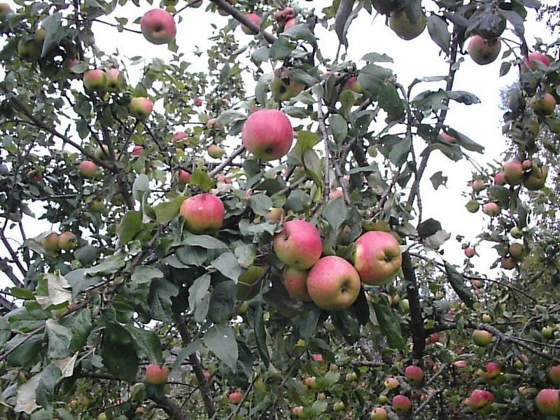 Яблоня штрифель дерево