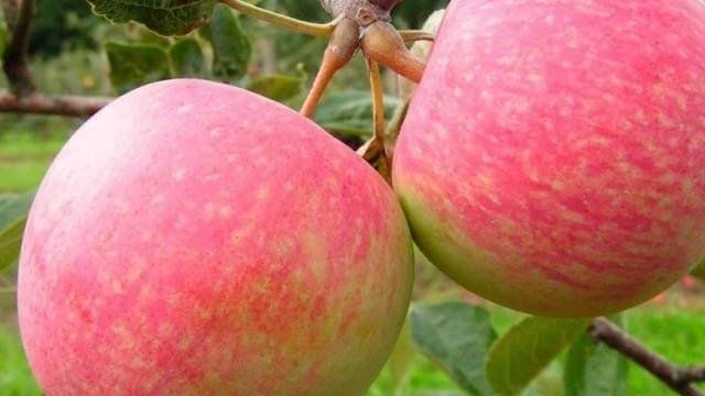 Посадка саженца яблони весной