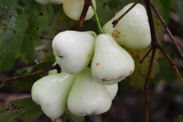 Яблоки сорта белая роза