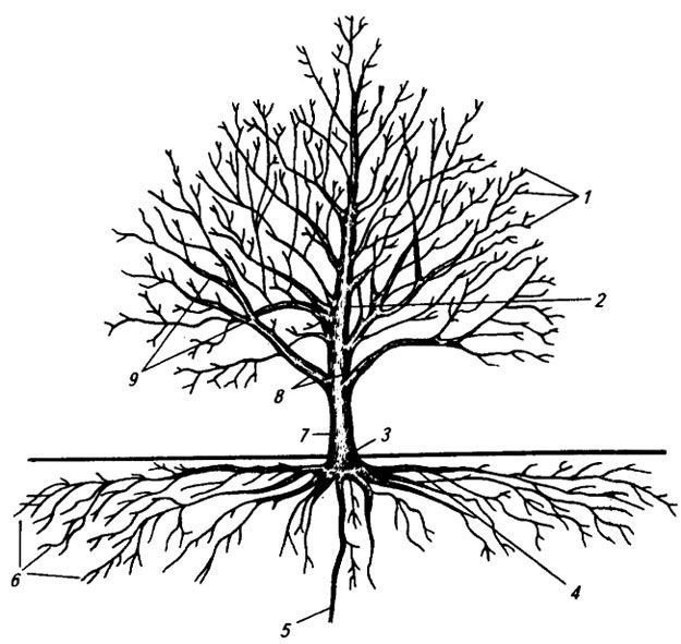 Корневая система плодовых деревьев
