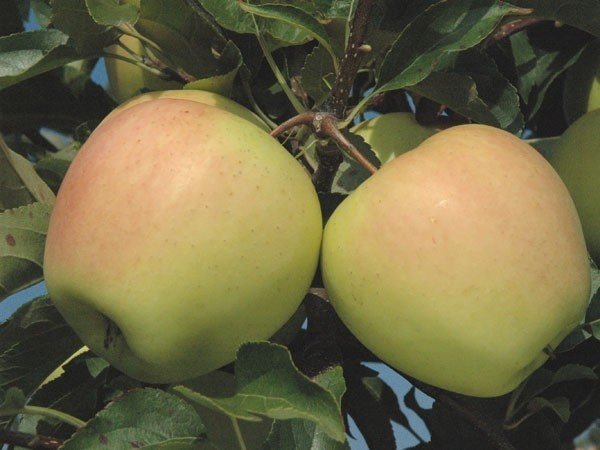 Сорт яблони ренет крюднера