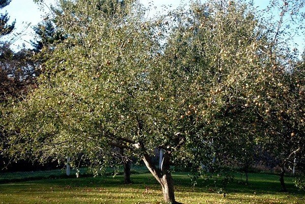 Яблоня китайка золотая дерево