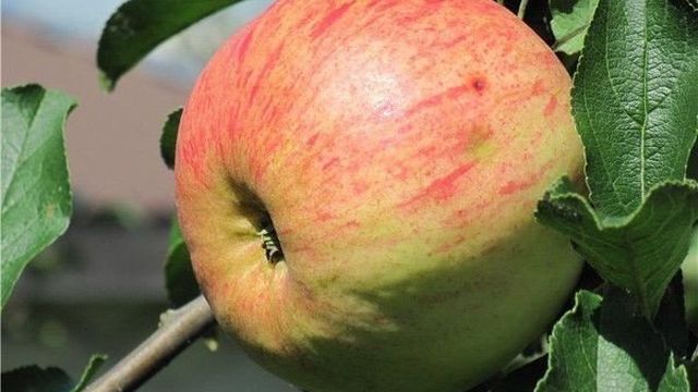 Яблоня грушовка ранняя — в народе «улучшенная»