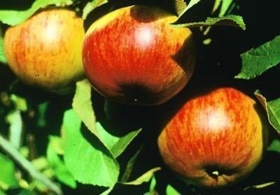 Яблоня осенняя радость мичуринска