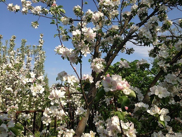 Яблони цветущие в начале мая