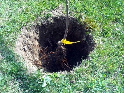 Выкопать яму для посадки дерева