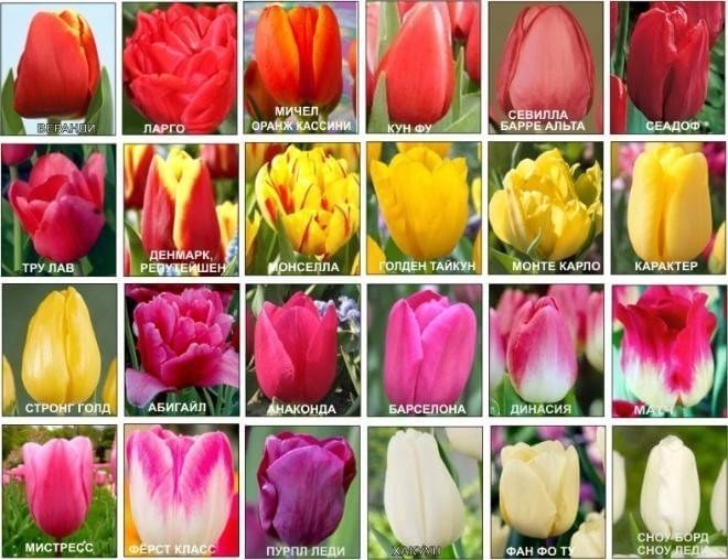 Названия сортов тюльпанов