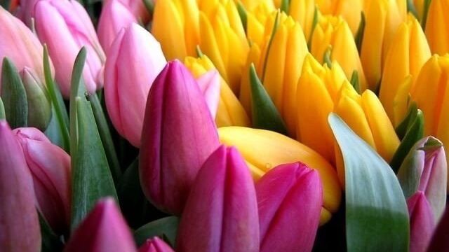 Тюльпаны: основные принципы выращивания