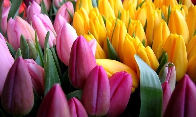 Тюльпаны разных цветов
