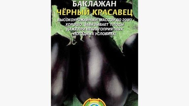 Характеристики и выращивание баклажана «Черный красавец»