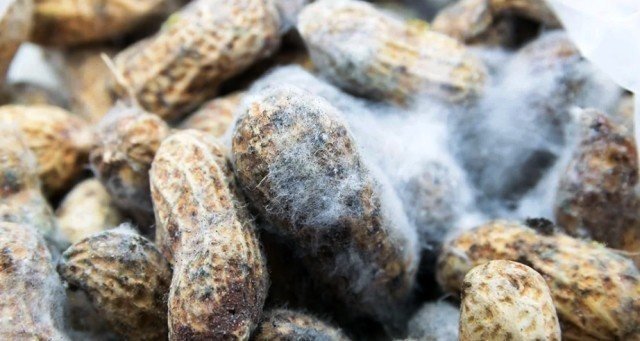 Афлатоксин в арахисе