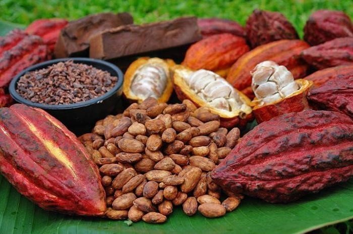Какао бобы интересные факты