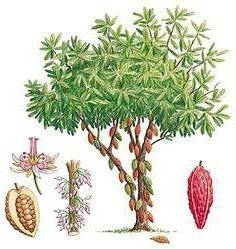 Какао дерево фармакогнозия