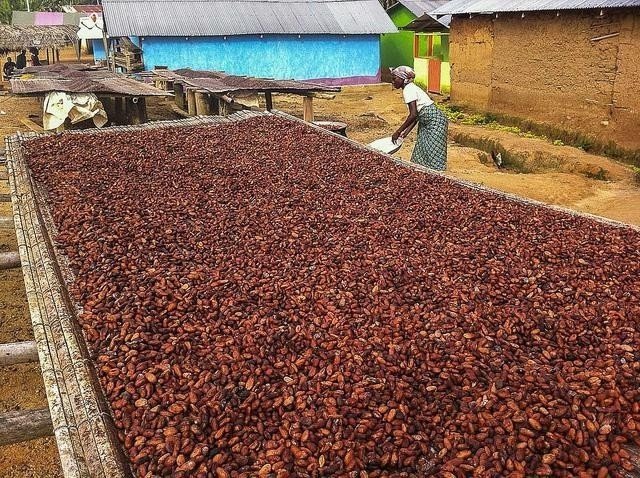 Плантации какао бобов в гане