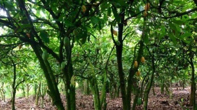 Какао деревья