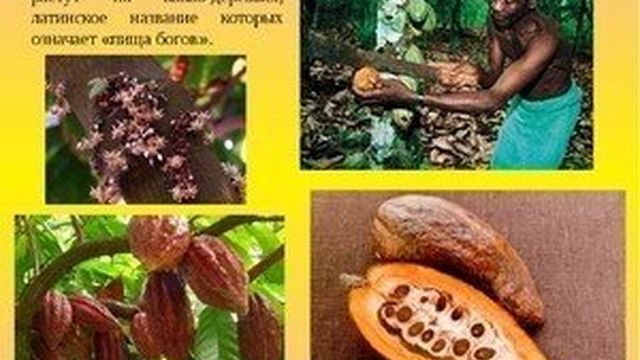 Свойства и описание какао-бобов: где растут и как влияют на организм