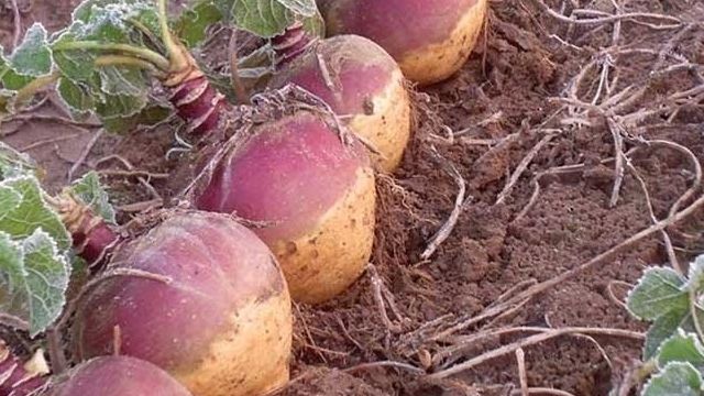 «Шведская репа» на русском огороде: выращивание брюквы и уход за овощной культурой