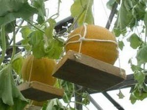 Подвязка плодов дыни в теплице