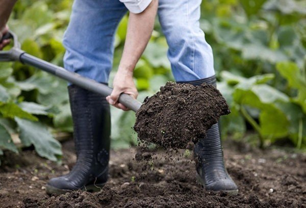 Подготовка почвы для газона