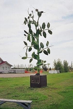 Памятник гороху в провинции саскачеван канада