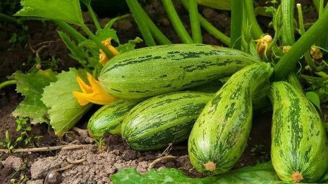 Цукини — как вырастить нежный и полезный овощ