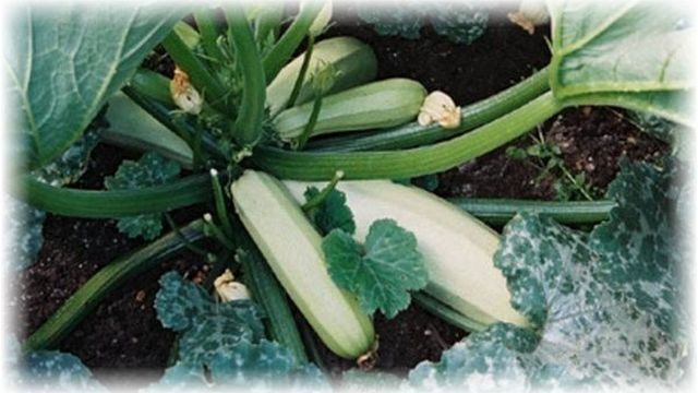 Как правильно высаживать в грунт семена кабачков, огурцов, капусты и других овощей