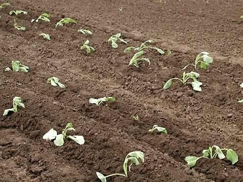 Савойская капуста выращивание рассадным способом