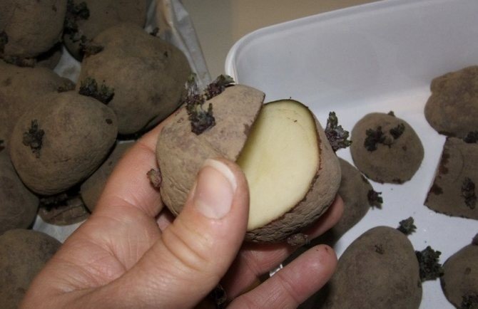 Гнилая картошка с ростками