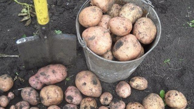 Описание популярного сорта картофеля Жуковский ранний