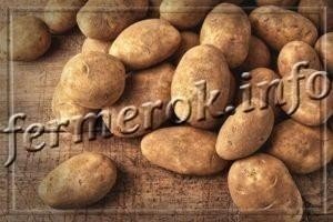 Сорт картофеля бернина