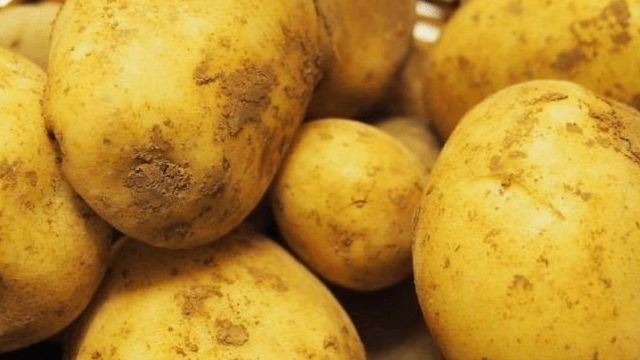 Сорт картофеля Тимо: описание и характеристика, отзывы
